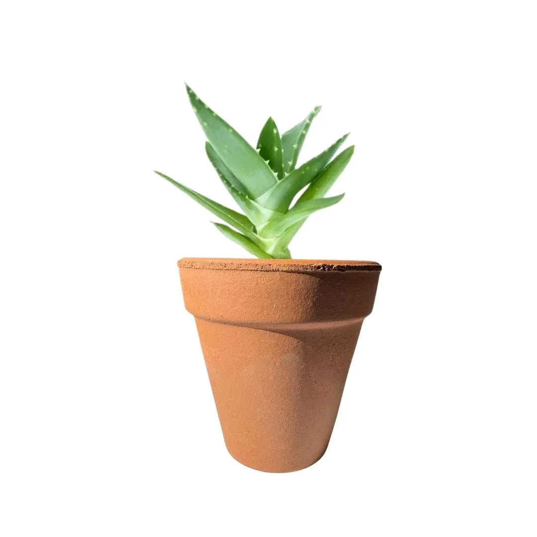 MACETA BARRO NATURAL M08 - Vivero Yañez 