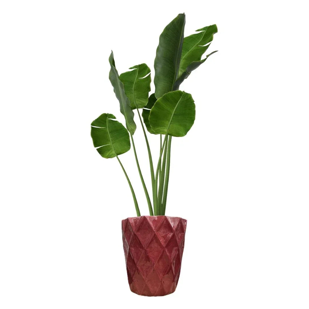 MACETA DE CERAMICA MALVON - Vivero Yañez 
