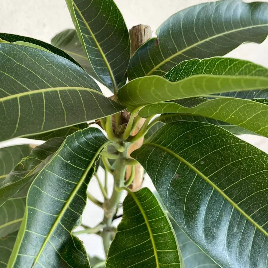 ARBOL MANGO PETACON - Vivero Yañez 
