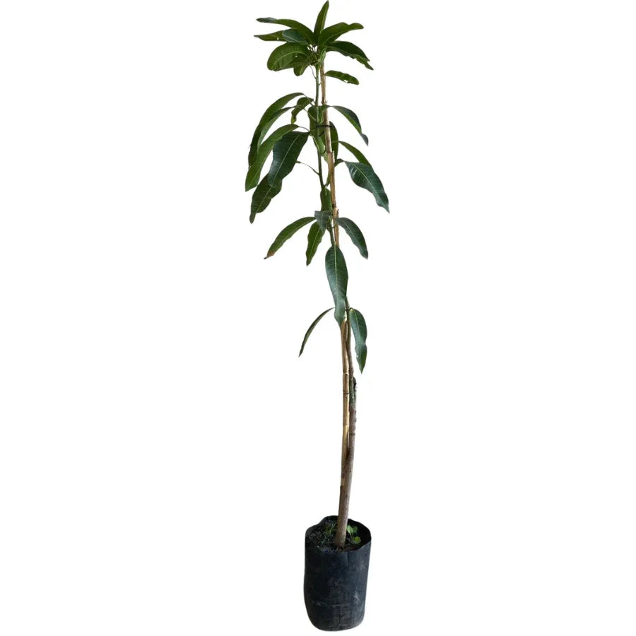 ARBOL MANGO PETACON - Vivero Yañez 