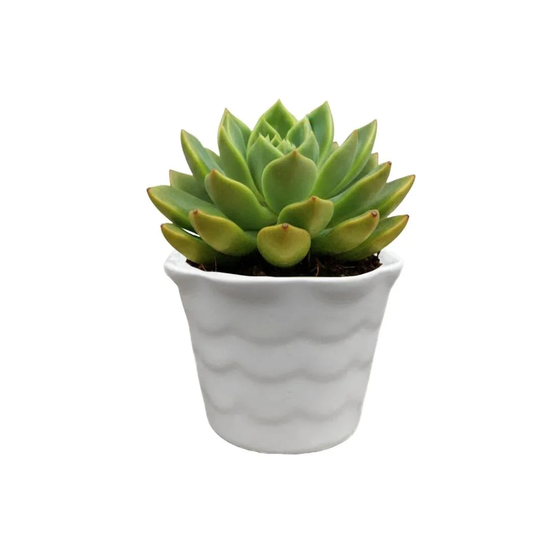MACETA DE CERAMICA MARE CHICO - Vivero Yañez 