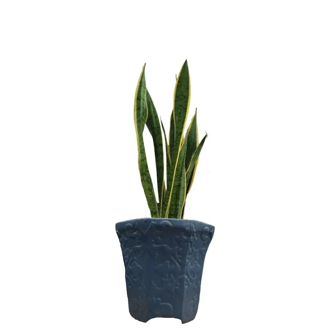 MACETA DE CERAMICA MARFIL - Vivero Yañez 