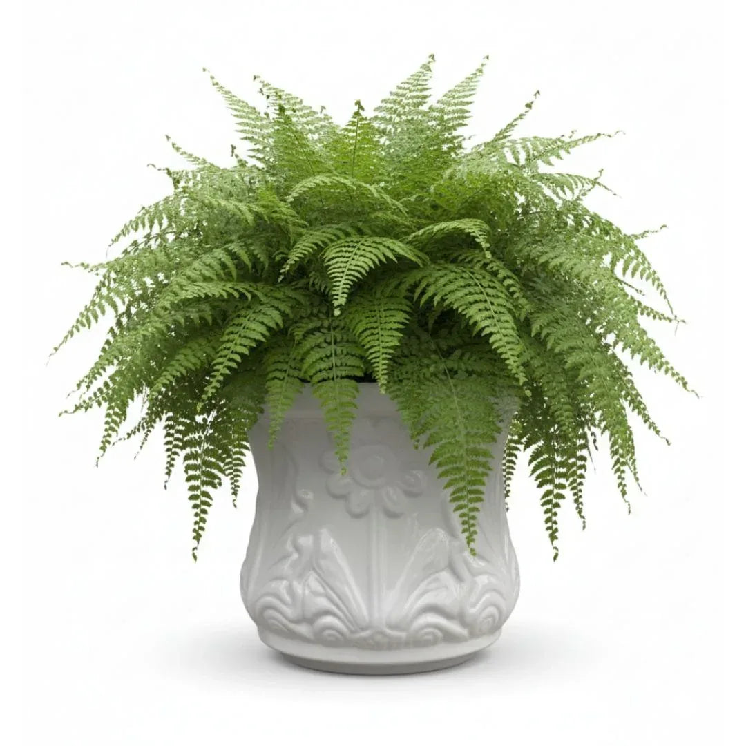 MACETA DE CERAMICA MARGARITA - Vivero Yañez 
