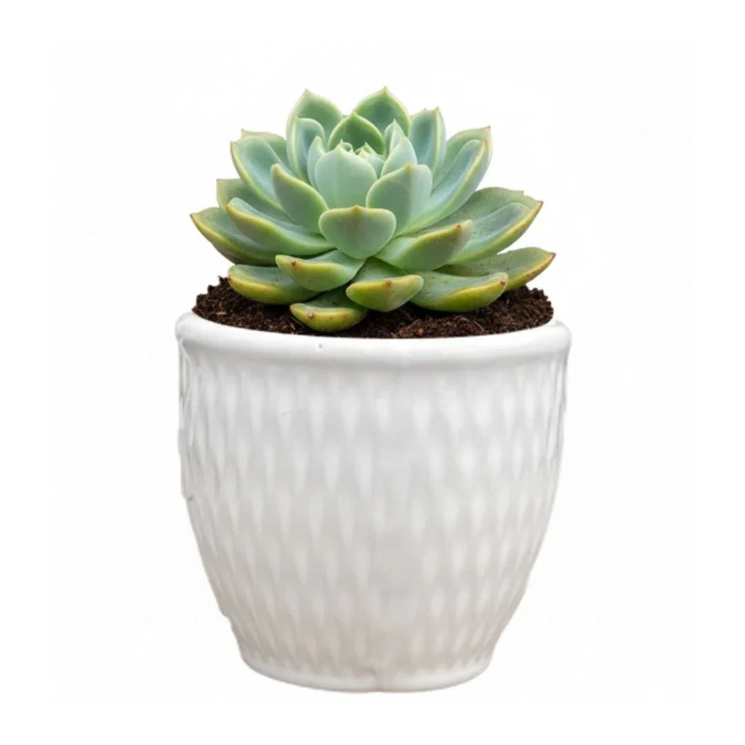 MACETA DE CERAMICA MARTE - Vivero Yañez 