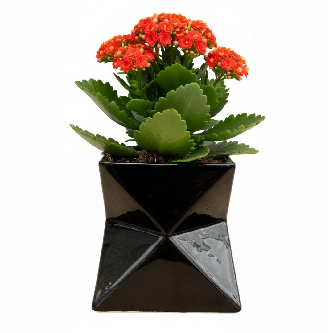 MACETA DE CERAMICA METEO CHICO - Vivero Yañez 