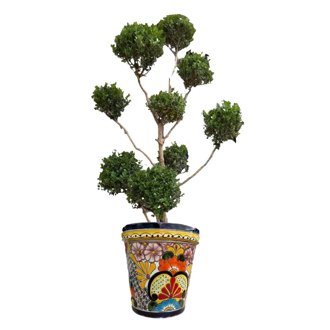 MACETA DE CERAMICA MEXA - Vivero Yañez 