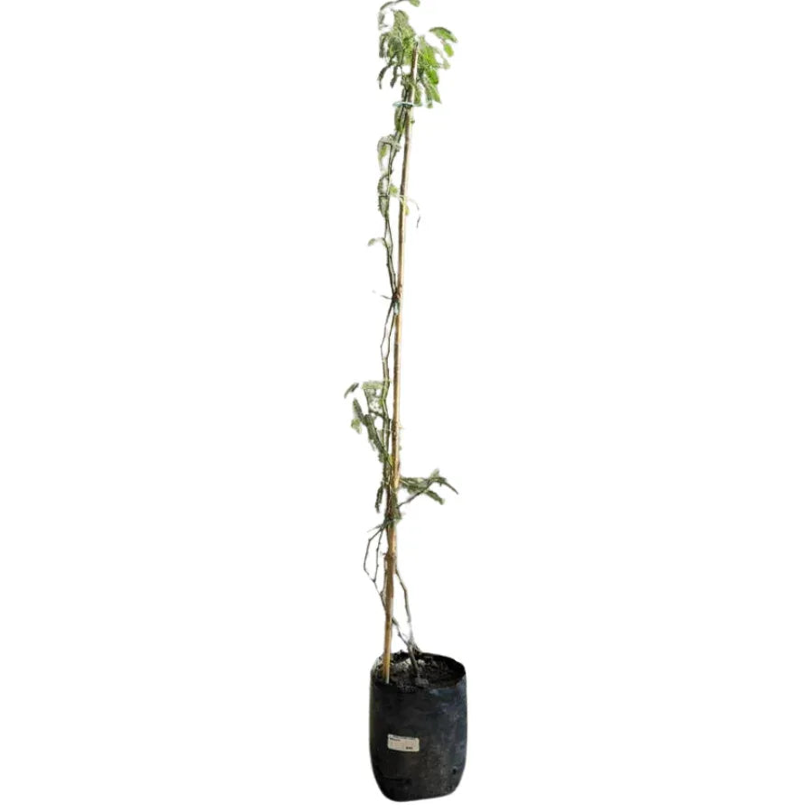 ARBOL MEZQUITE CHICO - Vivero Yañez 
