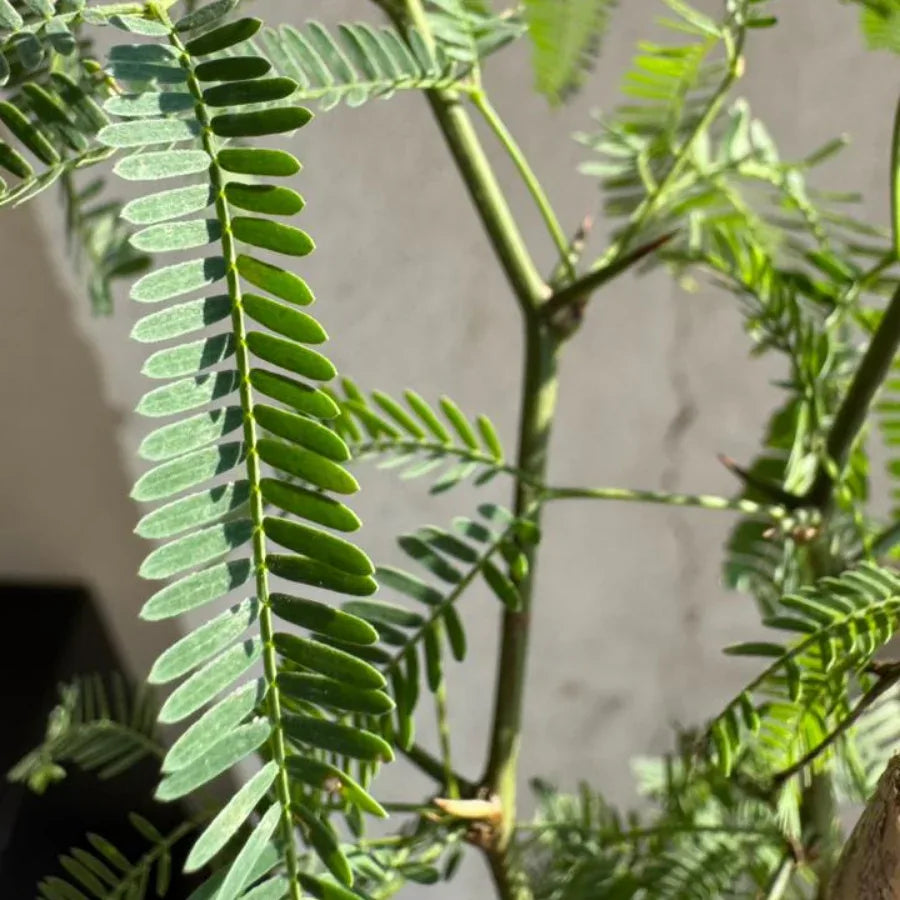 ARBOL MEZQUITE CHICO - Vivero Yañez 