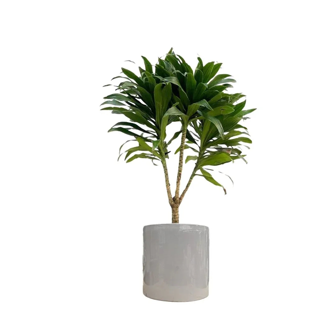 MACETA DE CERAMICA MIMOSA GRANDE - Vivero Yañez 