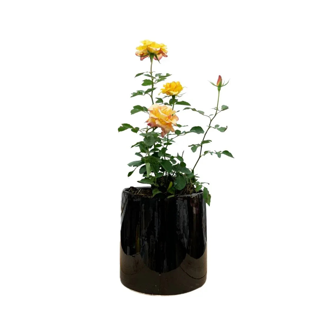 MACETA DE CERAMICA MIMOSA MEDIANO - Vivero Yañez 
