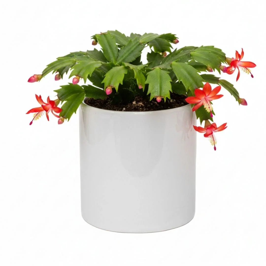 MACETA DE CERAMICA MIMOSA MINI - Vivero Yañez 