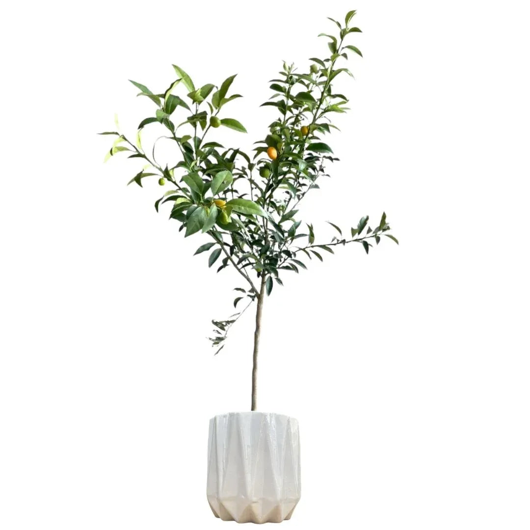 MACETA DE CERAMICA MITRA GRANDE - Vivero Yañez 
