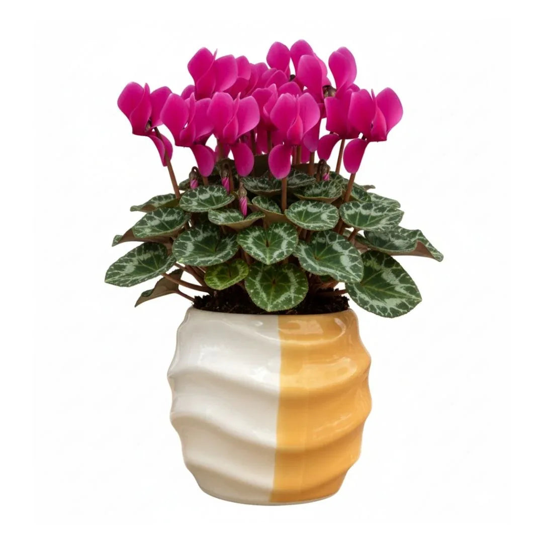 MACETA DE CERAMICA MITRAL - Vivero Yañez 