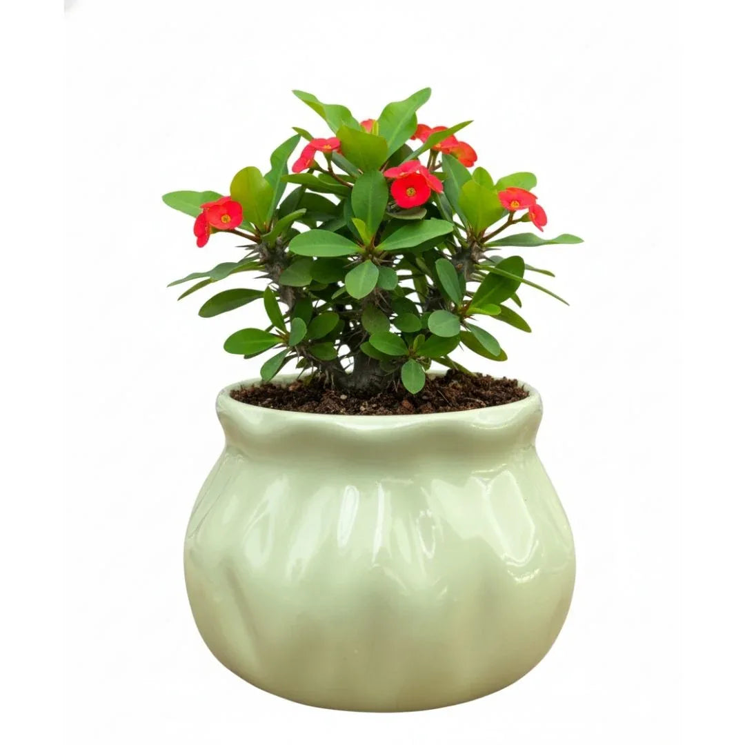 MACETA DE CERAMICA MITRICO CHICO - Vivero Yañez 