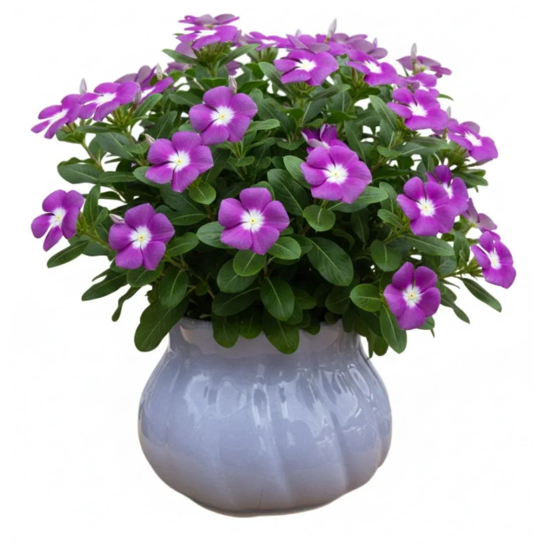 MACETA DE CERAMICA MITRICO GRANDE - Vivero Yañez 