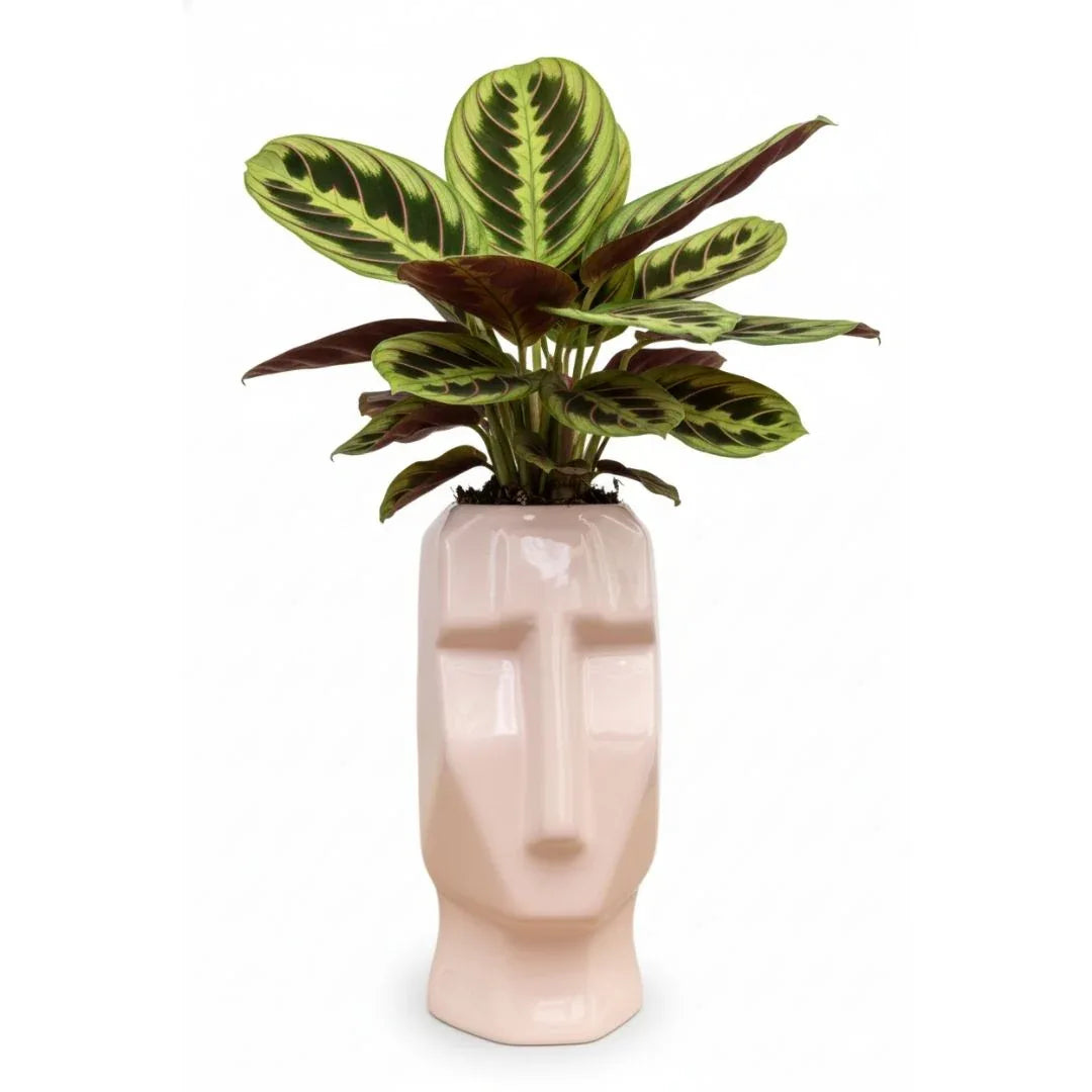 MACETA DE CERAMICA MOAI - Vivero Yañez 