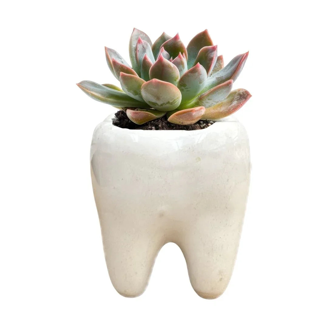 MACETA DE CERAMICA MOLAR CHICO - Vivero Yañez 