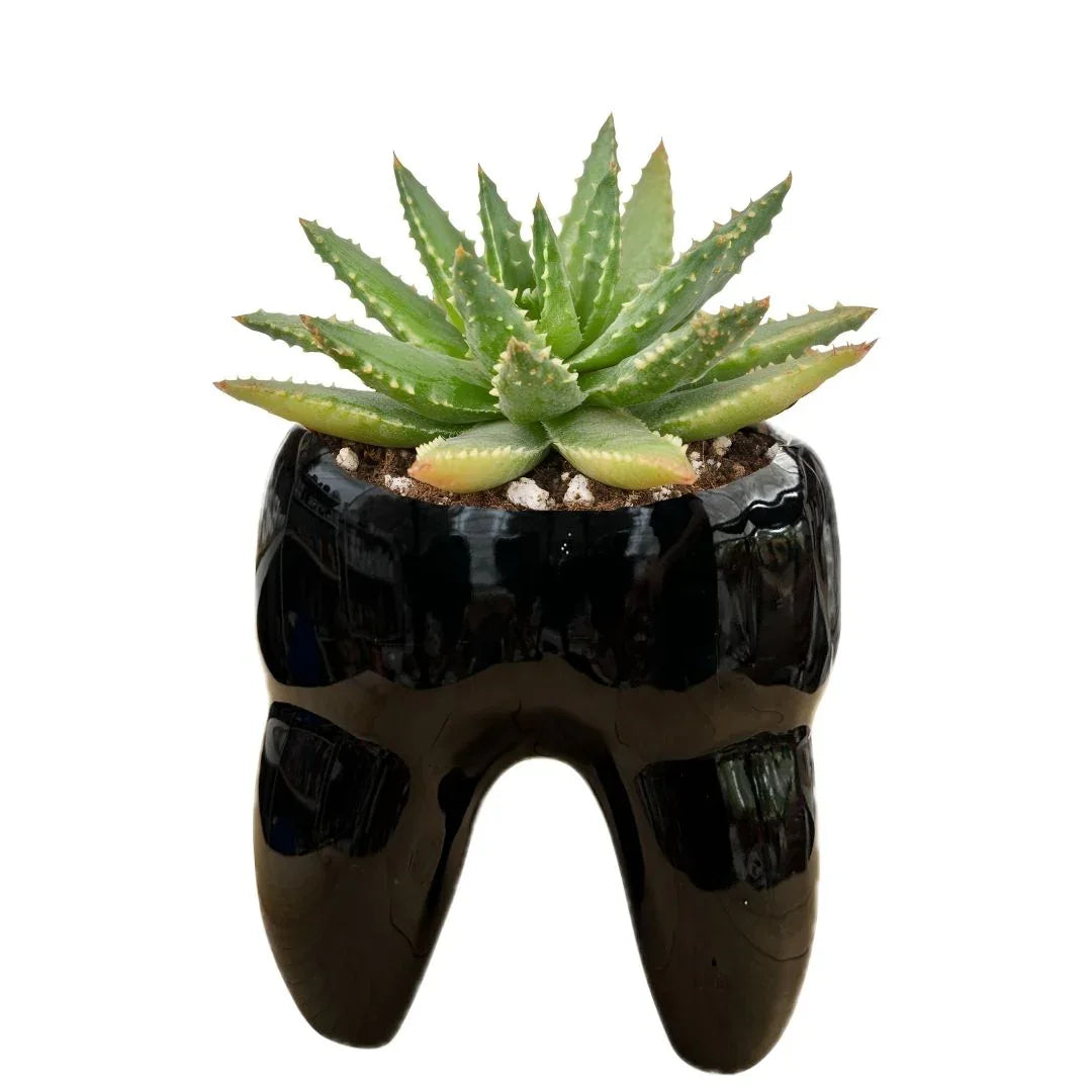 MACETA DE CERAMICA MOLAR GRANDE - Vivero Yañez 