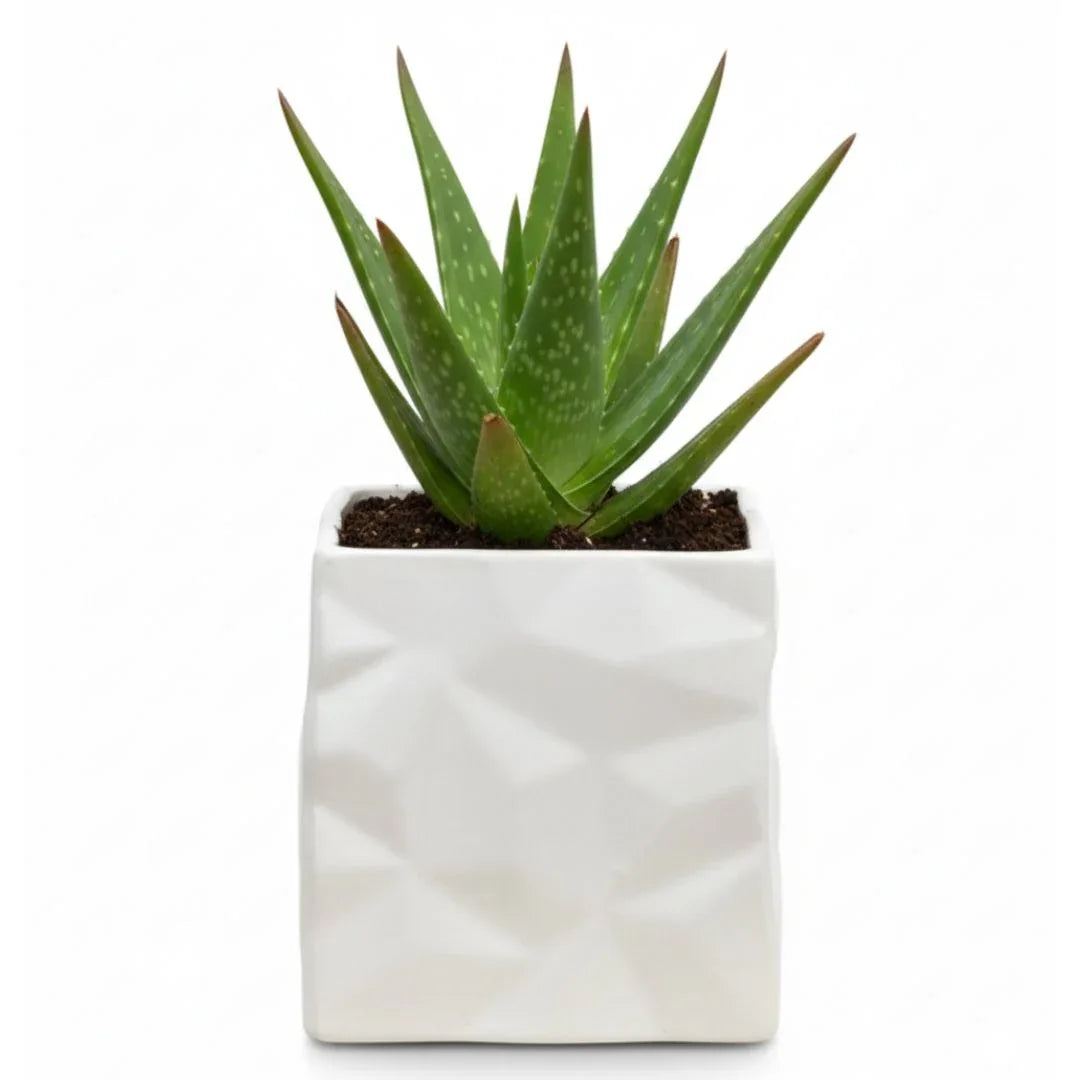 MACETA DE CERAMICA MONACO - Vivero Yañez 