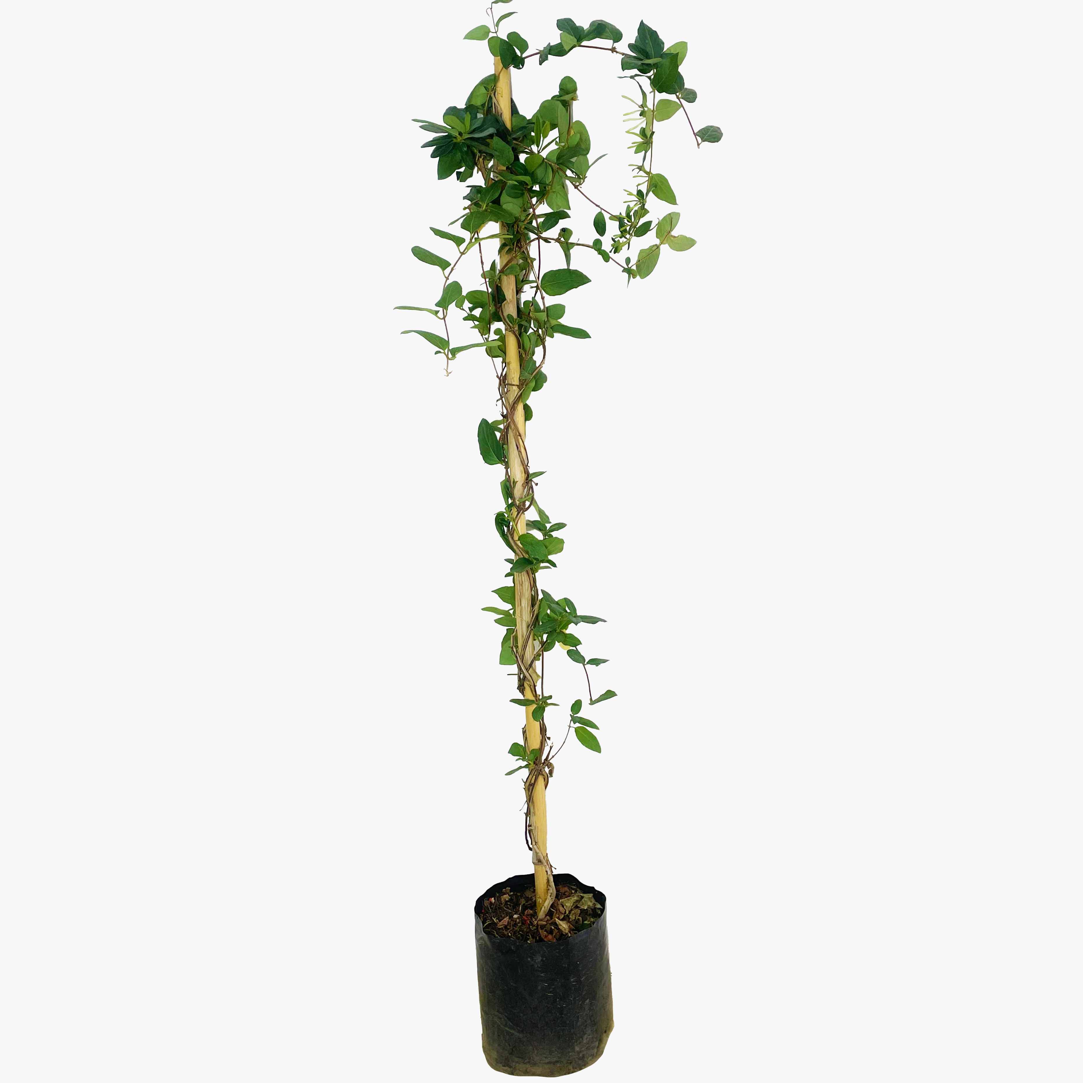 MADRE SELVA