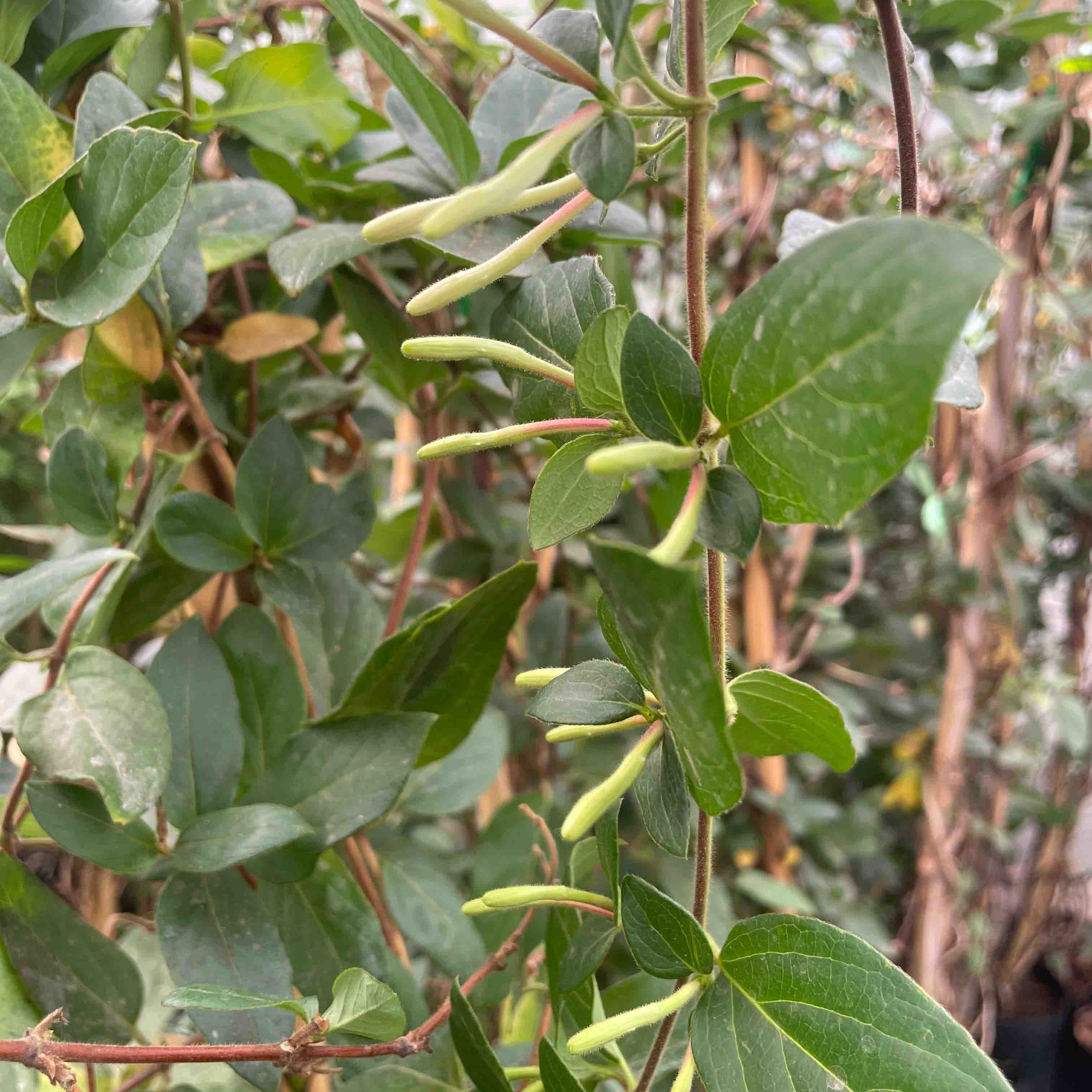MADRE SELVA