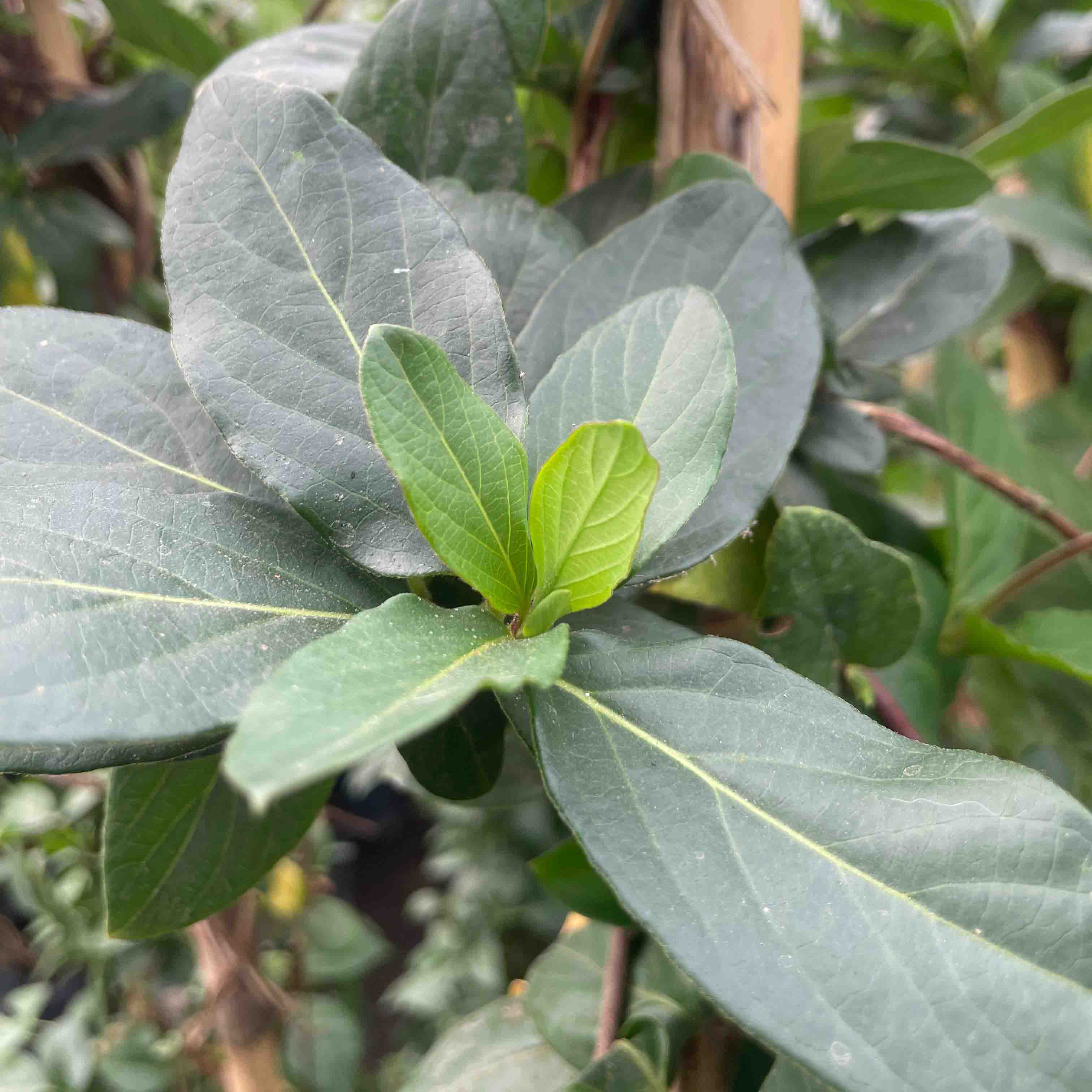 MADRE SELVA