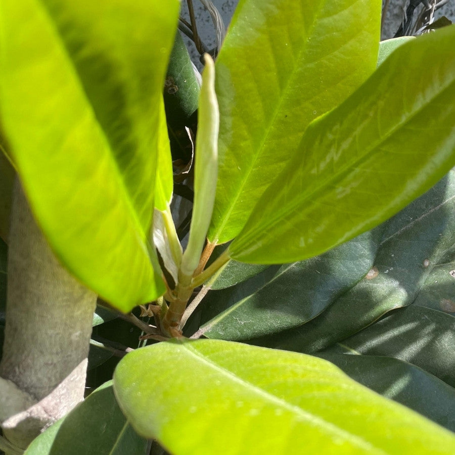 MAGNOLIA CHICA
