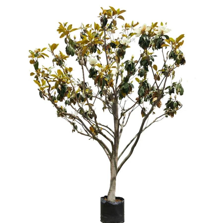 ARBOL MAGNOLIA GRANDE - Vivero Yañez 