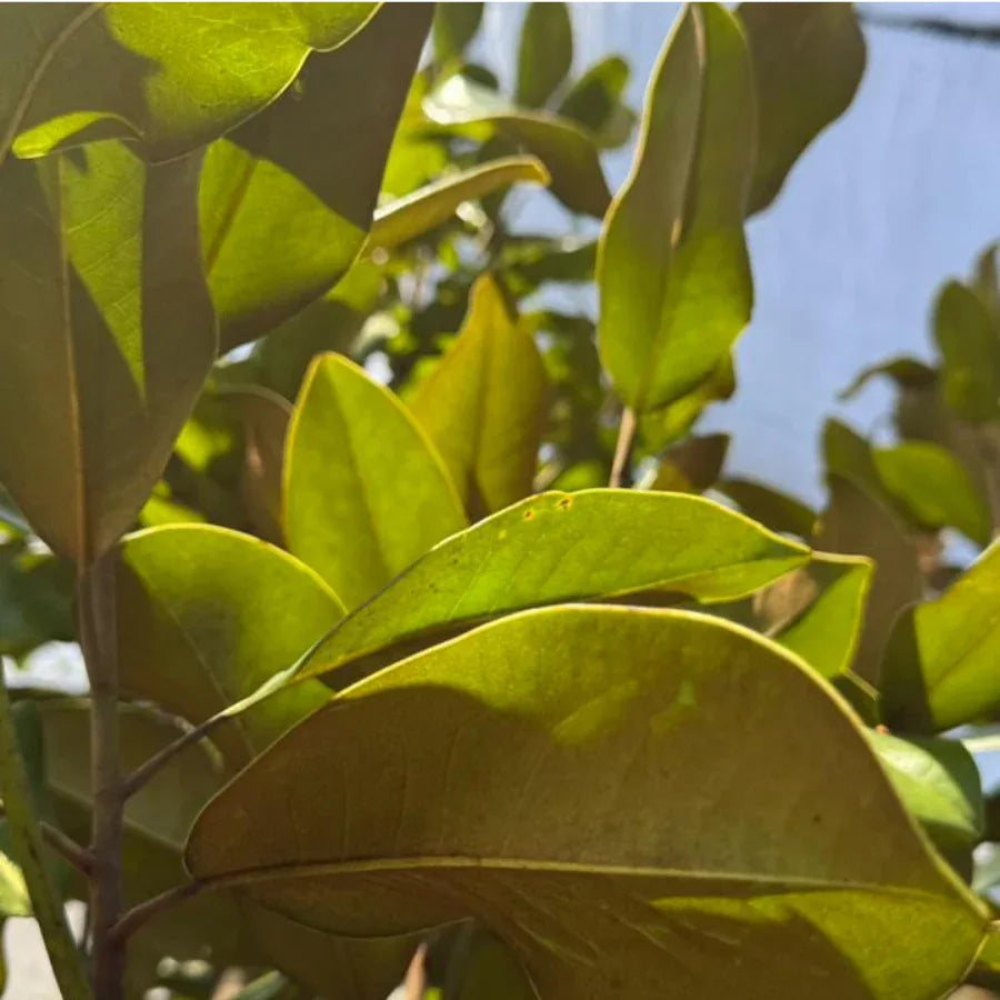 ARBOL MAGNOLIA GRANDE - Vivero Yañez 