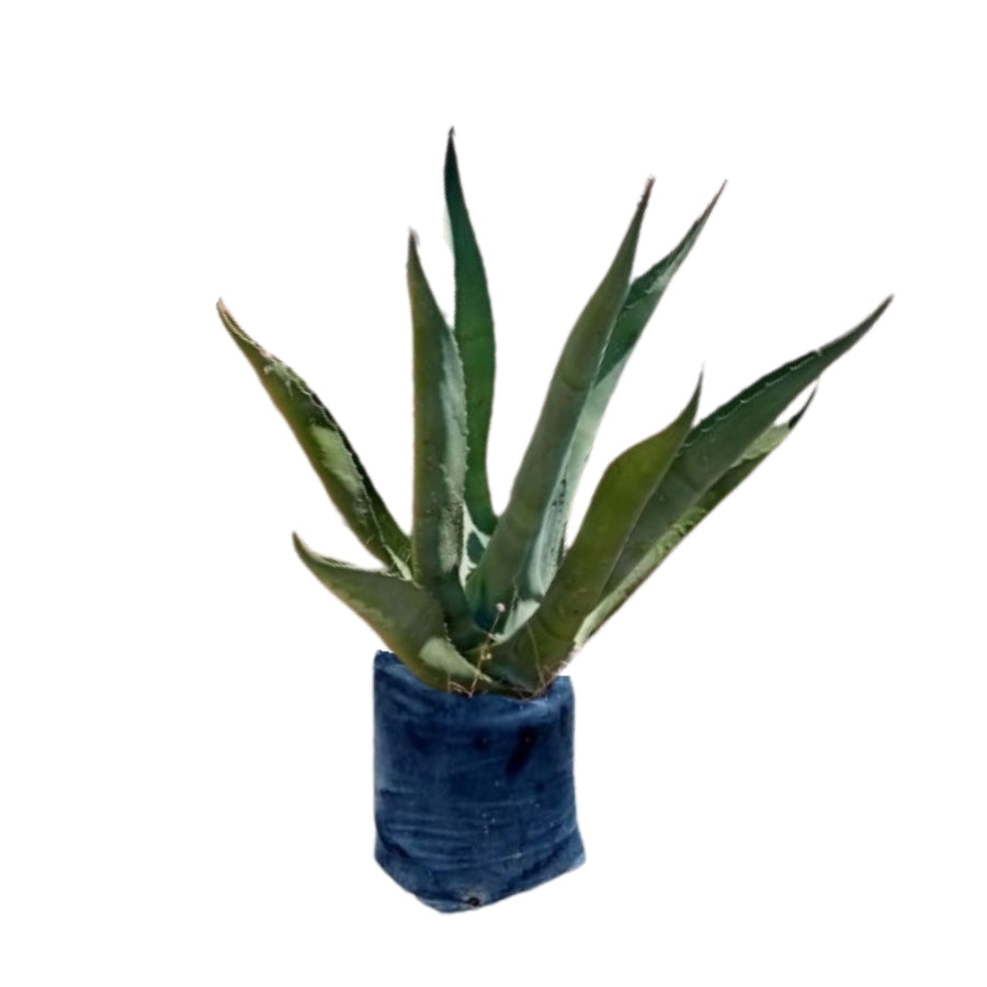 MAGUEY
