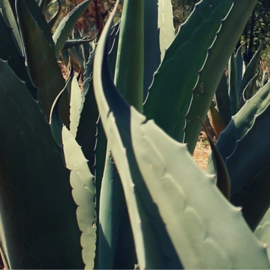 MAGUEY