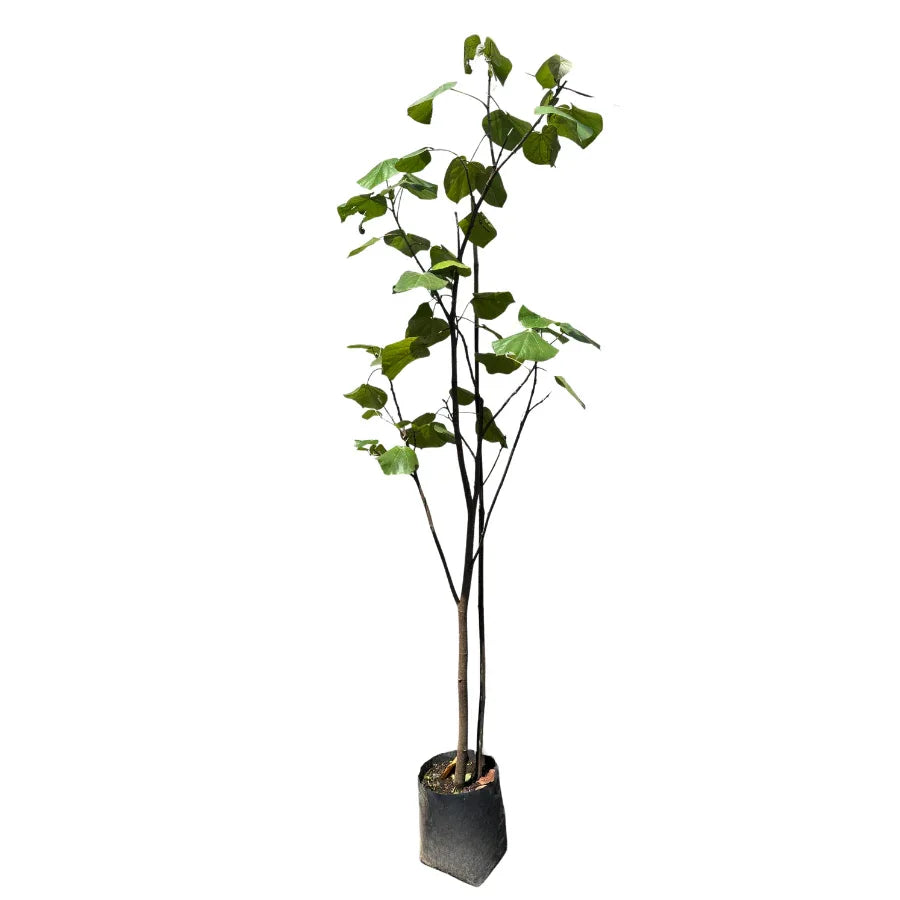 ARBOL MAJAGUA CHICO - Vivero Yañez 