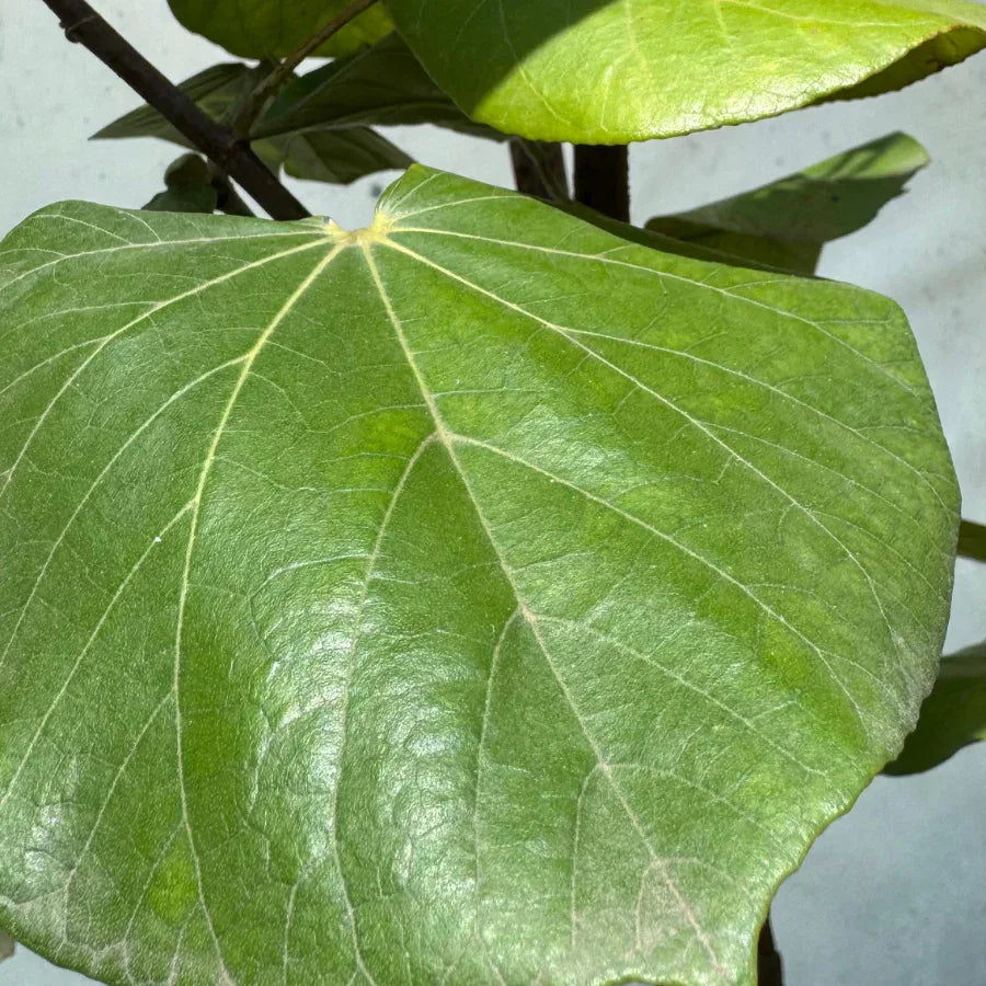 ARBOL MAJAGUA CHICO - Vivero Yañez 