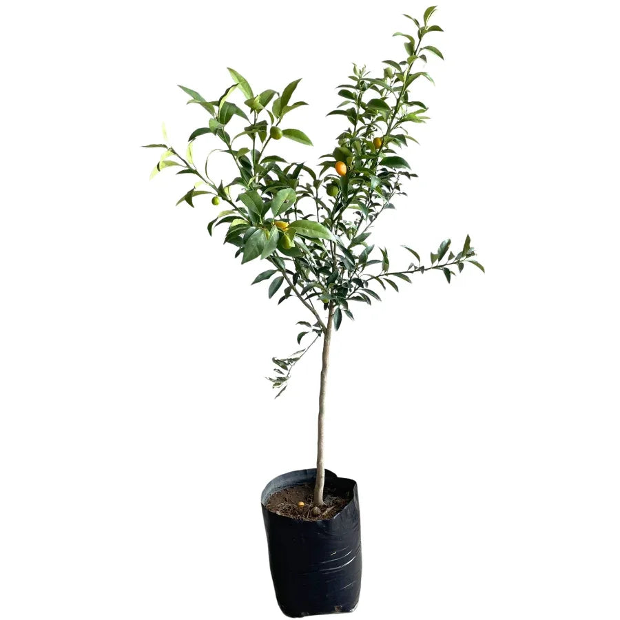 ARBOL MANDARINA JAPONESA - Vivero Yañez 