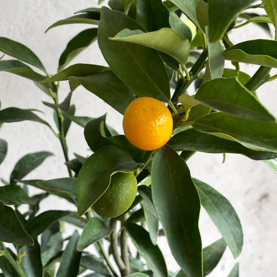 ARBOL MANDARINA JAPONESA - Vivero Yañez 