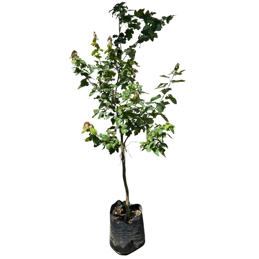 ARBOL MAPLE - Vivero Yañez 