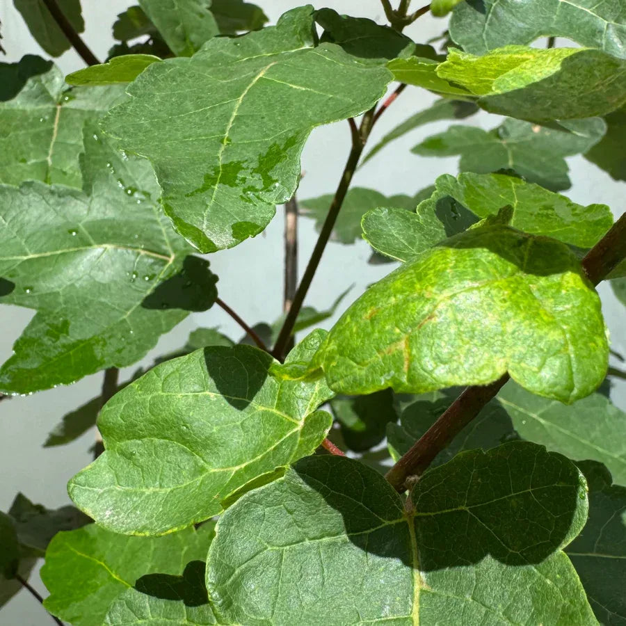ARBOL MAPLE - Vivero Yañez 