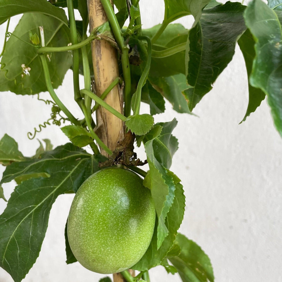 MARACUYA