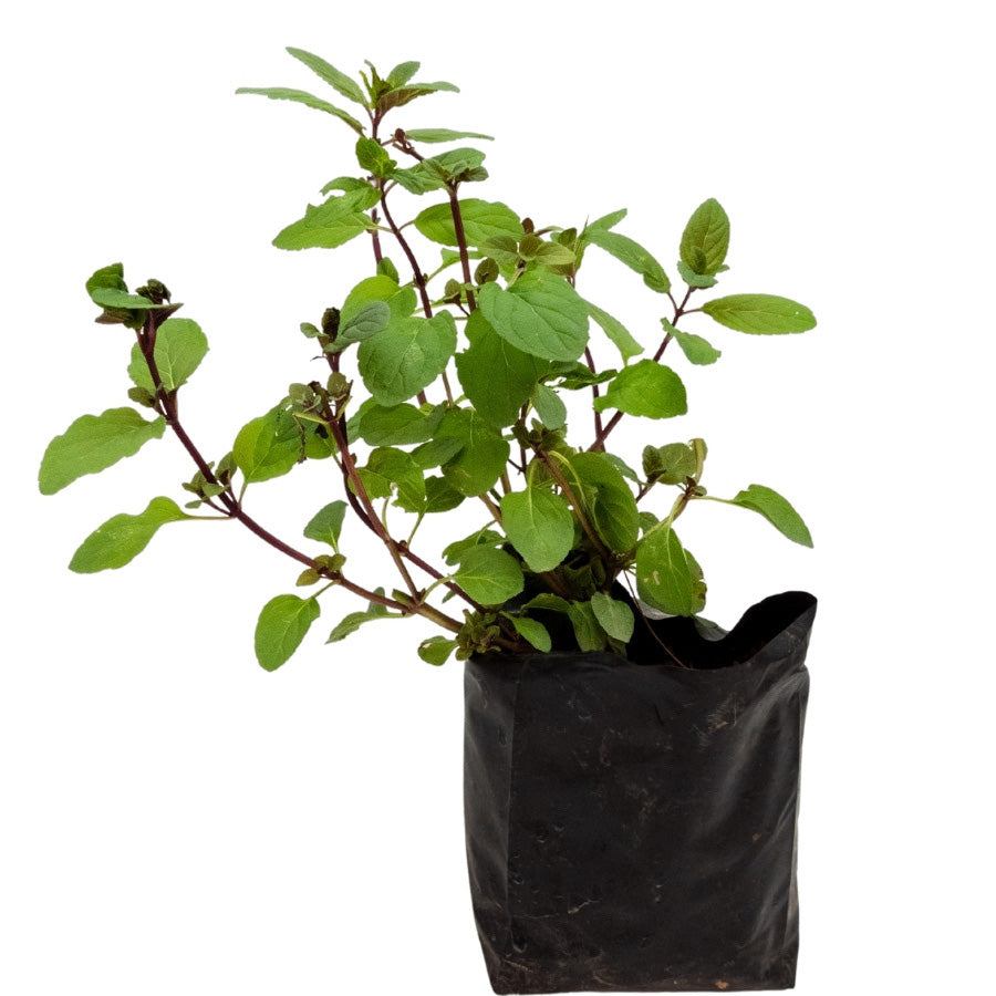 MENTA