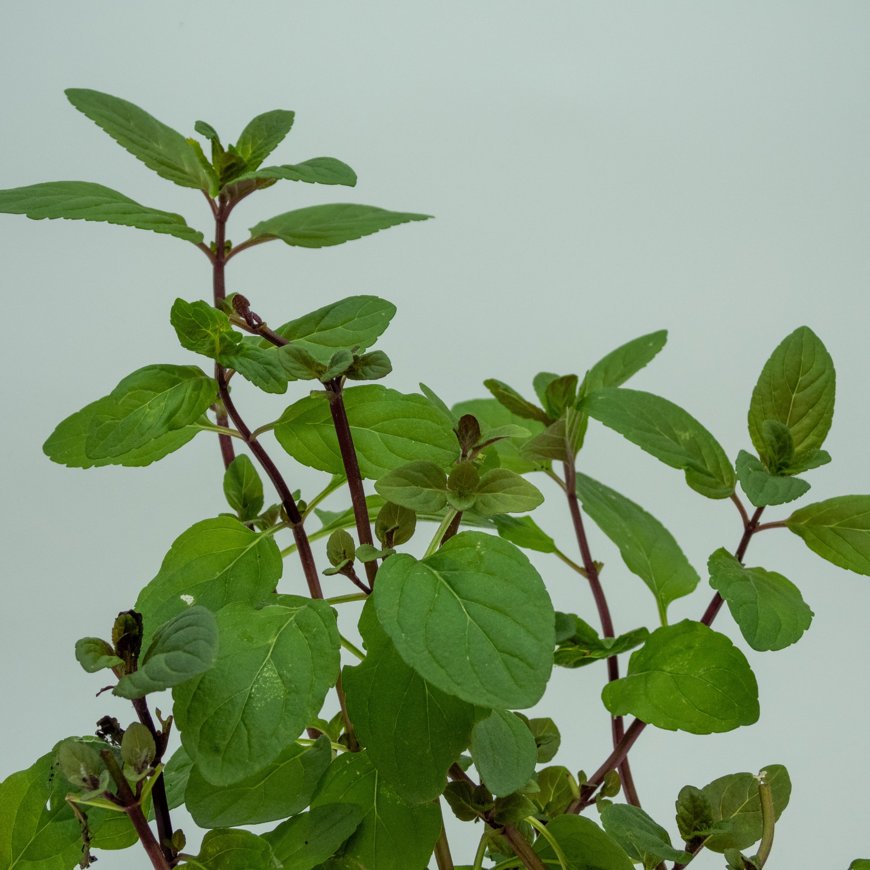 MENTA