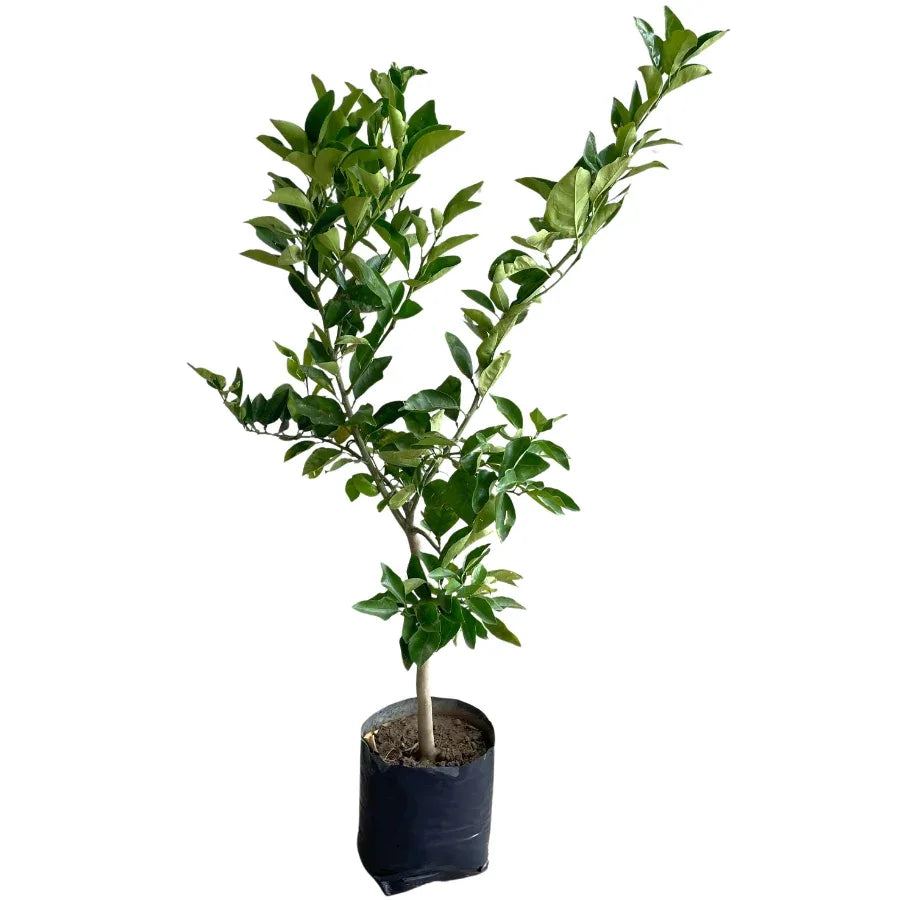 ARBOL NARANJA VALENCIA - Vivero Yañez 