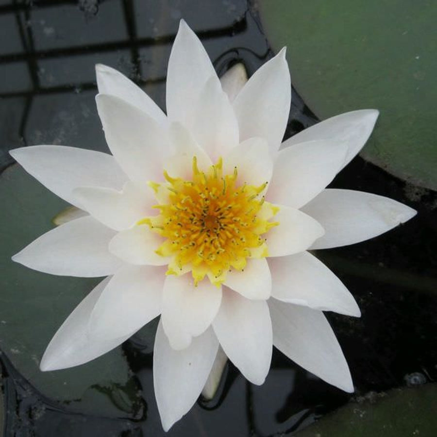 NINFA (LIRIO O FLOR ACUATICA)