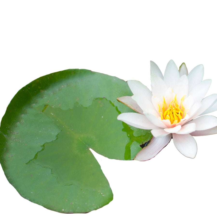 NINFA (LIRIO O FLOR ACUATICA)