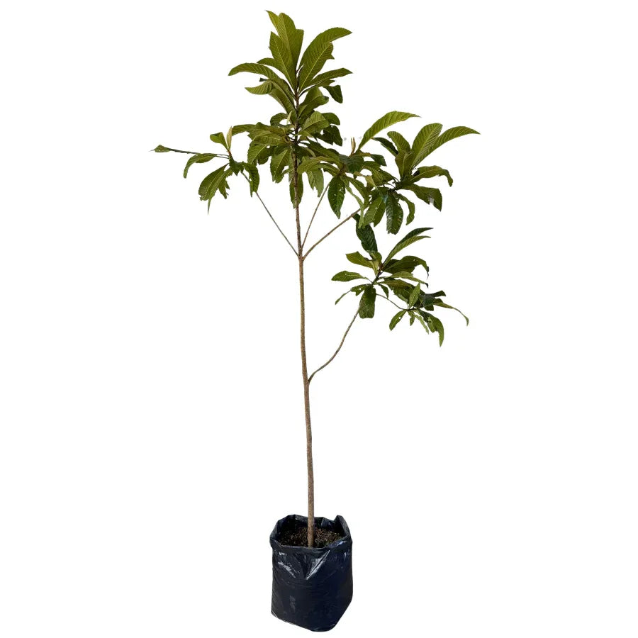 ARBOL NISPERO - Vivero Yañez 
