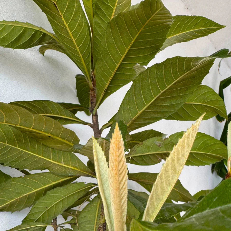 ARBOL NISPERO - Vivero Yañez 