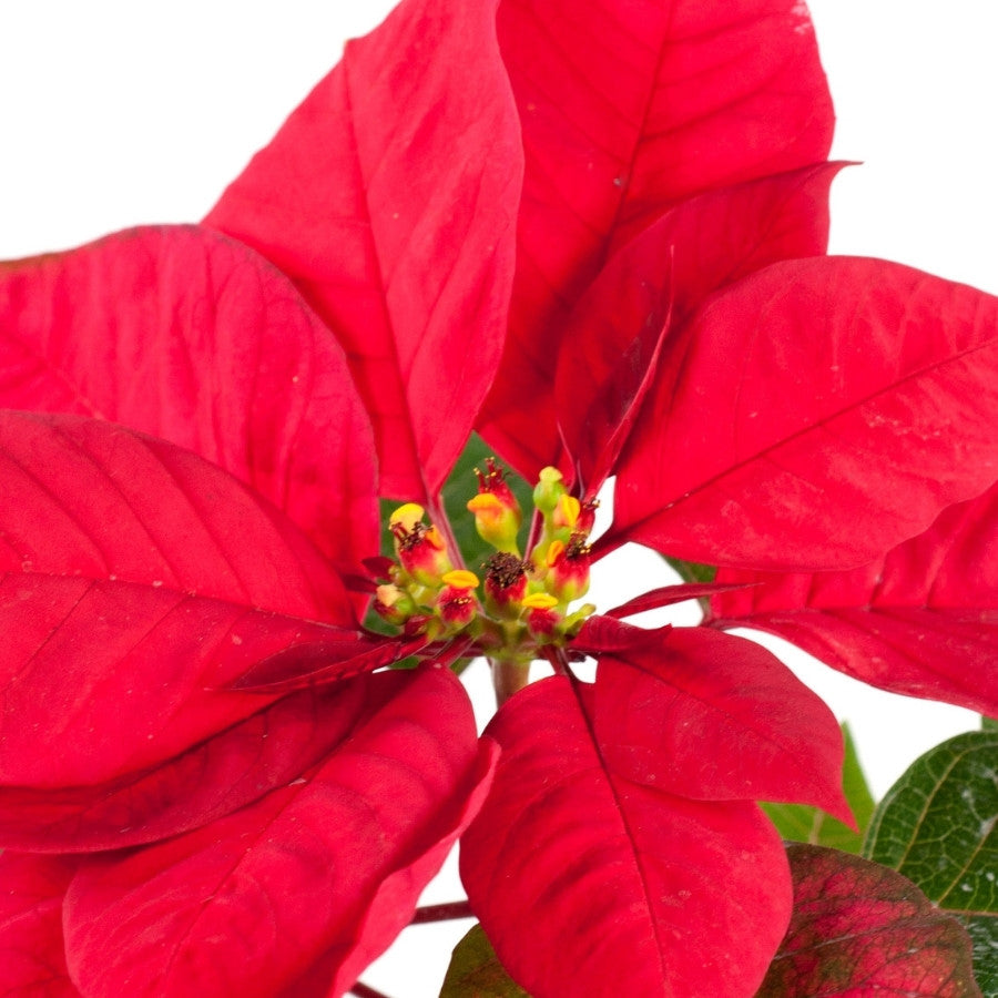 NOCHEBUENA MACETA No.3