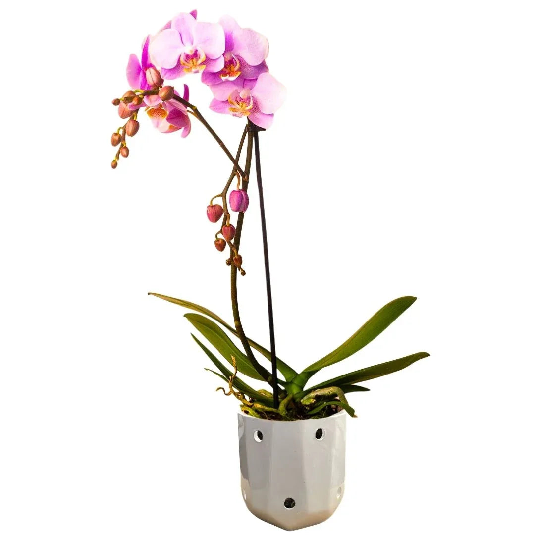 MACETA DE CERAMICA OBISIANA - Vivero Yañez 