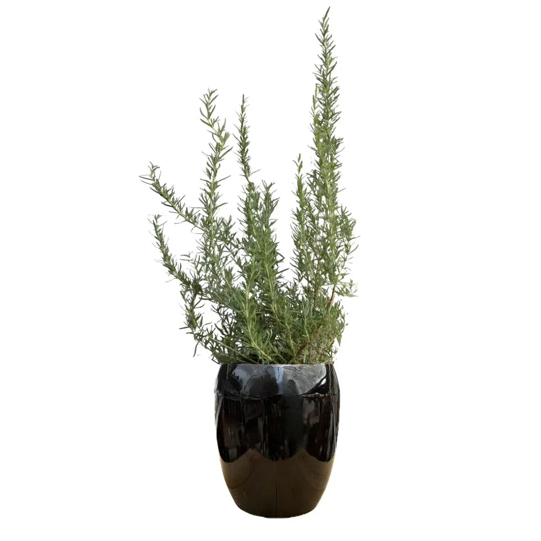 MACETA DE CERAMICA OLEO CHICO - Vivero Yañez 