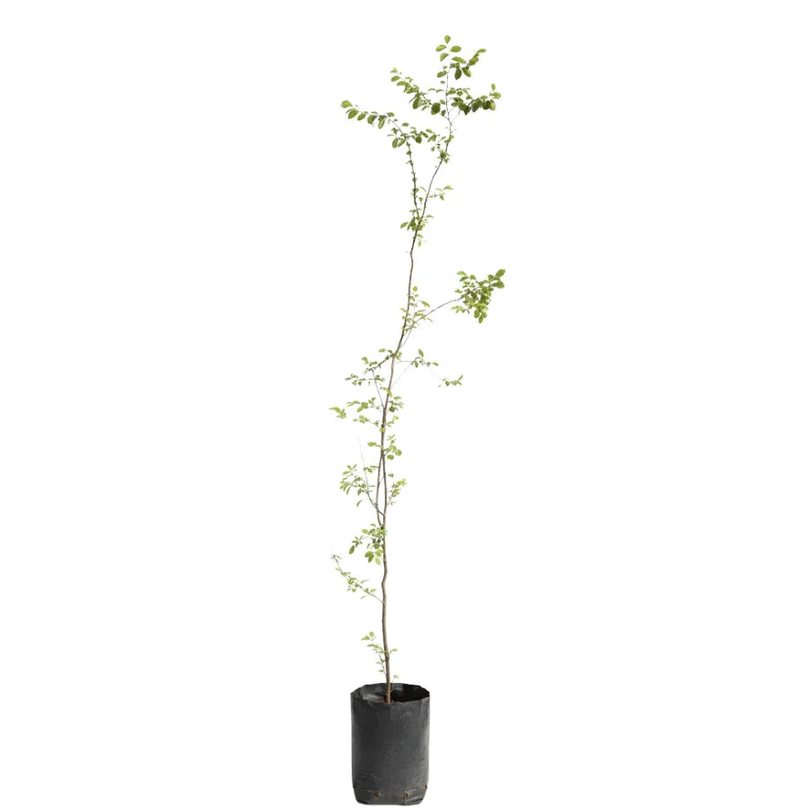 ARBOL OLMO CHINO CHICO - Vivero Yañez 
