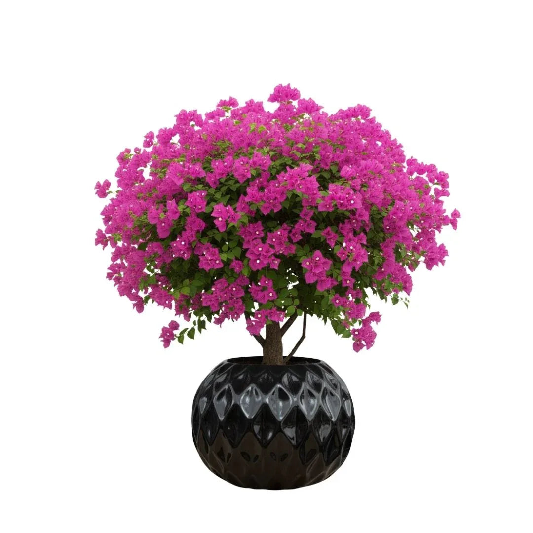 MACETA DE CERAMICA ORFENAE - Vivero Yañez 